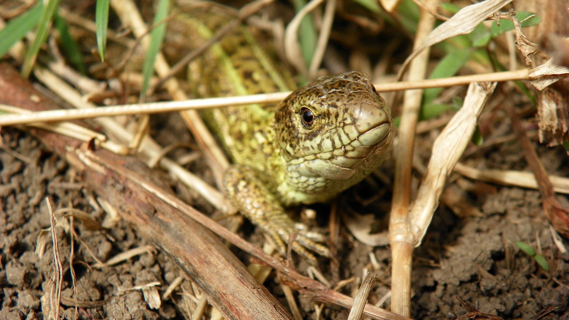 Party Cup 2011 (2)  - 1000244.jpg